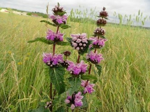 Eisenerzpflanze vor Parasiten im Körper