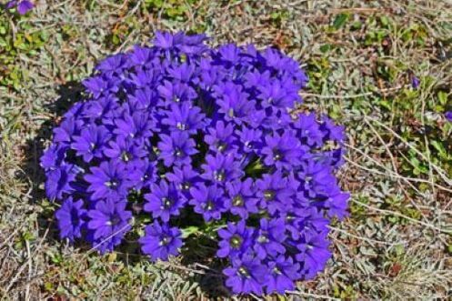 Ursache des Fiebers durch Parasiten im Körper