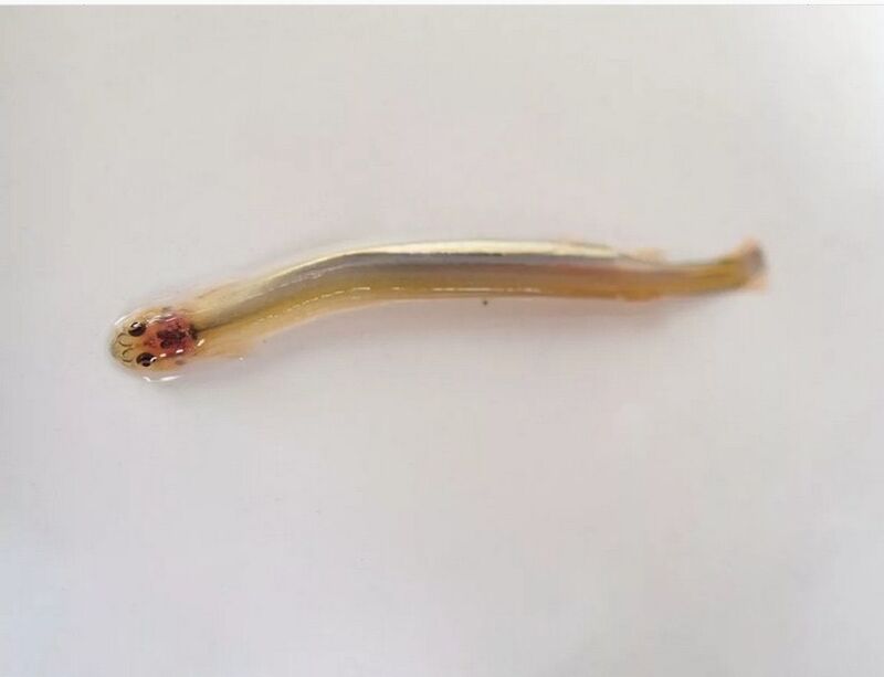 Moustached Wandellia - ein gefährlicher parasitärer Fisch
